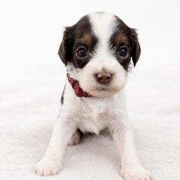Nutmeg - Chocolate female Cavapoo puppy in Beech Island, South Carolina from New Moon Farm Canines