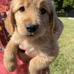 Golden Retriever Puppies from Grand Canyon Goldens