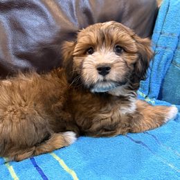 Rusty - Red male Havanese puppy in Lancaster, South Carolina from 3 Bs Havanese-PUPPIES with  PURPOSE
