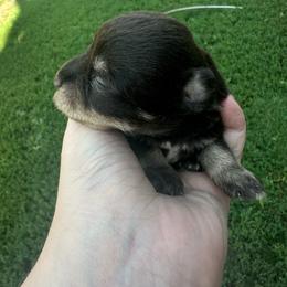 Girl 2 - Liver female Miniature Schnauzer puppy in West Point, Nebraska from Canyon Rose Schnauzers
