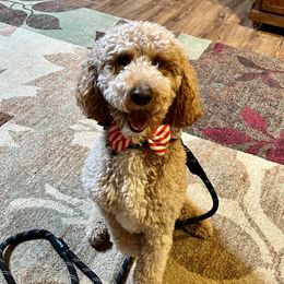 Tucker - Poodle