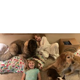 Boston Terrier All Grown Up from Borealis Family Bostons