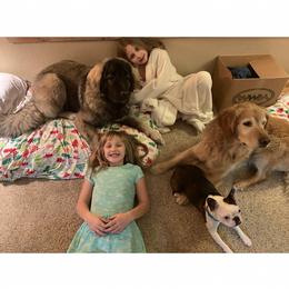 Boston Terrier All Grown Up from Borealis Family Bostons