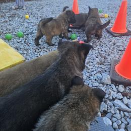 Belgian Malinois Puppies from Chaland