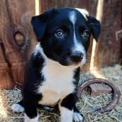 McNabs from Iron Oak Stockdogs