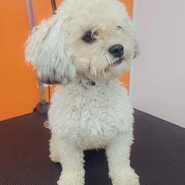 Jayda - Shihpoo