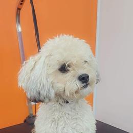 Jayda - Shihpoo