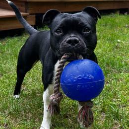 Staffordshire Bull Terrier puppies from Equinox Staffords