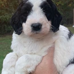 Goldendoodle Puppies from FamilyLoved Doodles