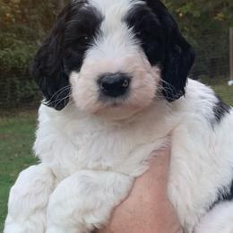 Goldendoodle Puppies from FamilyLoved Doodles