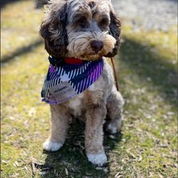 Dani - Cockapoo