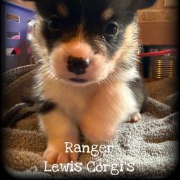 Ranger - Black and tan male Pembroke Welsh Corgi puppy in Purcell, Oklahoma from Lewis Aussie’s & Corgi’s