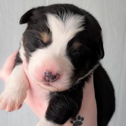 Chocolate Chip - Black tri-color male Australian Shepherd puppy in Georgetown, Texas from River Reign Australian Shepherds