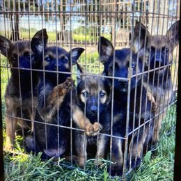Belgian Malinois and xDutch Shepherd Puppies from Ruach Kaizen Malinois