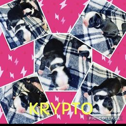 Boston Terrier Puppies from Beatrice's Kennels