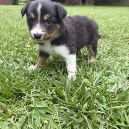 Star - Tri-color female Border Collie puppy in Cedartown, Georgia from Ferguson Border Collies