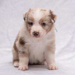 Enid - Red merle female Miniature Australian Shepherd puppy in Lacombe, Louisiana from Indigo River Aussies