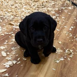 Girl 1 brown collar - Black female Labrador Retriever puppy in Ledyard, Connecticut from Outback Stables