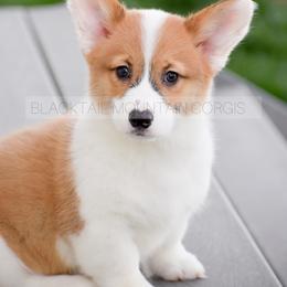 American Corgi and Pembroke Welsh Corgi Puppies from Blacktail Mountain Corgis