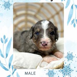 Marley - Blue merle male Bernedoodle puppy in Sterling, Colorado from North 40 Doodles