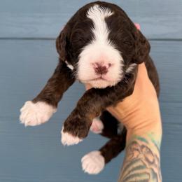 Mocha - Tri-color male Bernedoodle puppy in Fortuna, California from Dalton Poodles and Doodles