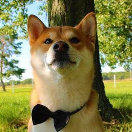 Mikasi - Shiba Inu