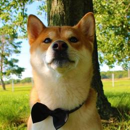 Mikasi - Shiba Inu