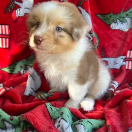 Colby - Red merle male Australian Shepherd puppy in California from Trilogy Australian Shepherds