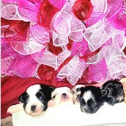 Hawk - Black male Shih Tzu puppy in Willard, Utah from Shih-tzu Queen