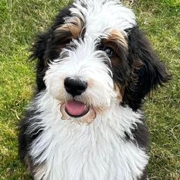Bernedoodle and Goldendoodle All Grown Up from Dainty Doodle Dogs