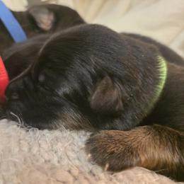 Eclipse Noir Reserve Elite Von Haus (Green Collar) - Black and red male German Shepherd puppy in Grants Pass, Oregon from Elite Von Haus German Shepherds