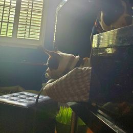Boston Terrier Puppies from The Christian Bostons