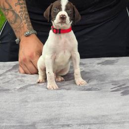 Red collar male - Liver and white male German Shorthaired Pointer puppy in New York from Bishop Kennels