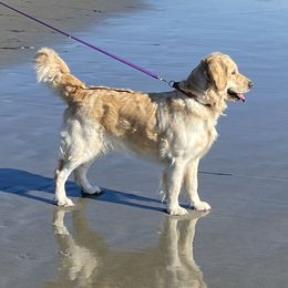 Chardonnay - Golden Retriever