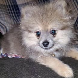 Olivia - Lavender female Pomeranian puppy in Bellevue, Iowa from Vivere Farm LLC et Fluffy Wonders Poms and Doodles