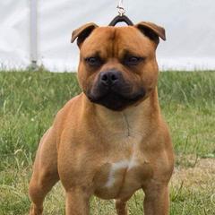 Staffordshire Bull Terriers from Camelot Staffords
