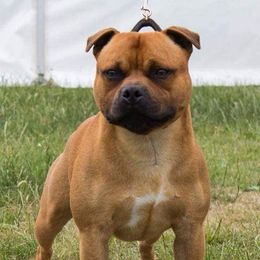 Staffordshire Bull Terriers from Camelot Staffords