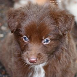 Pez - Red & white male Miniature Australian Shepherd puppy in Patterson, North Carolina from DreamLine Aussies