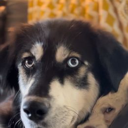 Sable - Siberian Husky