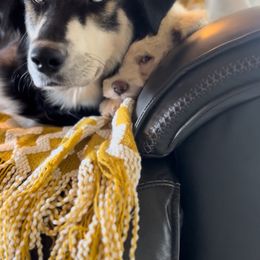 Sable - Siberian Husky