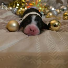Cheers - Tri-Roan male English Springer Spaniel puppy in Cookeville, Tennessee from Krossroads Kennel