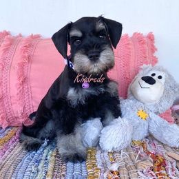 Miniature Schnauzer Puppies from Kindred’s Classic Miniature Schnauzers