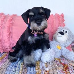Miniature Schnauzer Puppies from Kindred’s Classic Miniature Schnauzers