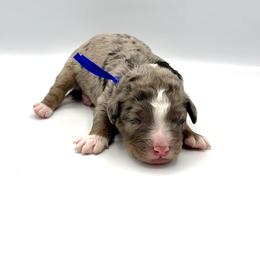 Buoy - Blue merle male Bernedoodle puppy in Pulaski, Tennessee from Doodle My Heart