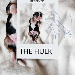 The Hulk - Tri-color male Bernedoodle puppy in Jackson, Missouri from Pincksten Family Doodles