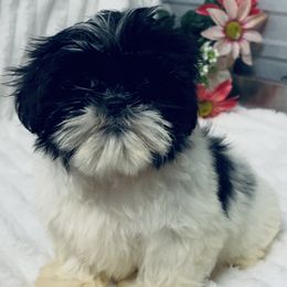 AKC Willow - Black and white female Shih Tzu puppy in Elgin, South Carolina from Silver Bells Paw Prints