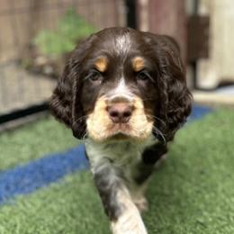 Black Collar - Tri-Roan male English Springer Spaniel puppy in Dover Foxcroft, Maine from Northernwoods Springers
