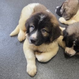 4 - White and black male Pyrenean Mastiff puppy in Montrose, Pennsylvania from Norfolk Heritage Farm