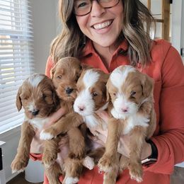 Goldendoodle and Poodle Puppies from Gorgeous Goldendoodles