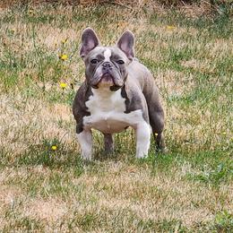 Malibu - French Bulldog